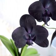 Молд орхидеи. Автор работы Нина Колесник
