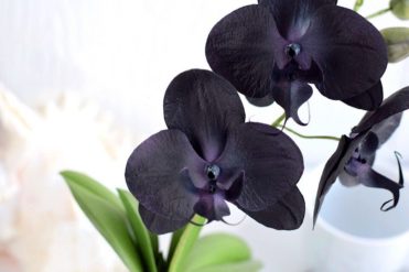Молд орхидеи. Автор работы Нина Колесник