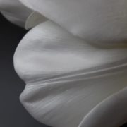 Отпечатки на молде и вайнере внутреннего лепестка тюльпана