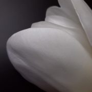 Отпечатки на молде и внешнего лепестка тюльпана